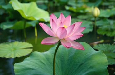 Obraz premium Vibrant pink lotus flower blooms with green leaf in tranquil pond water. Aquatic plant offers serene summer garden scene, dreamy atmosphere, spiritual symbolism. Soft focus background enhances