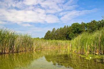 Sunny Summer day landscape of the placid Bark River passing reeds and approaching a forest beneath a partly cloudy blue sky near Summit, Wisconsin.