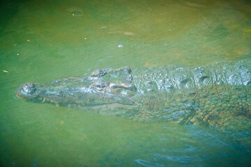 A crocodile floats still in green water, only its rough head and powerful eyes visible above the...