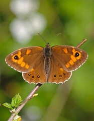 Obraz premium Brown butterfly on branch