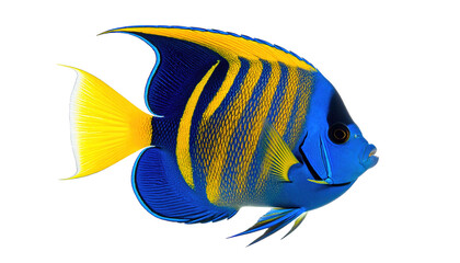 Naklejka premium Close-up profile of a regal angelfish isolated on a transparent background.