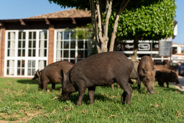 Group of young wild boars grazing on green lawn in residential area with modern building in background on a bright sunny day