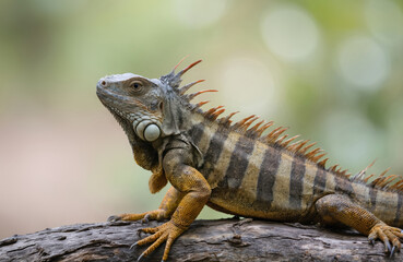 Obraz premium Green spiny tailed iguana perched on weathered tree branch in rich rainforest setting. Detailed macro shot captures reptile textured skin, sharp claws against soft, blurred background of tropical