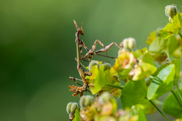 Predatory  mantis on plant – Close-Up of mantis in natural habitat