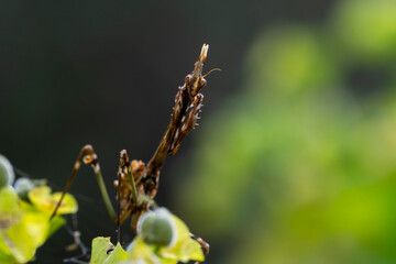 Predatory  mantis on plant – Close-Up of mantis in natural habitat