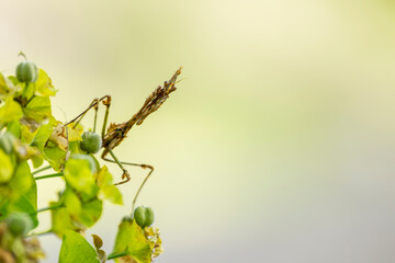 Predatory  mantis on plant – Close-Up of mantis in natural habitat