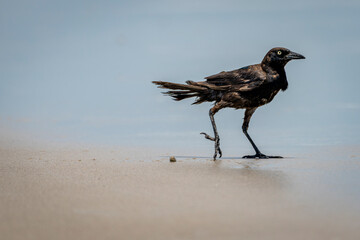 A black grackle with striking yellow eyes walks along the wet sandy shore, its feathers slightly ruffled by the breeze.