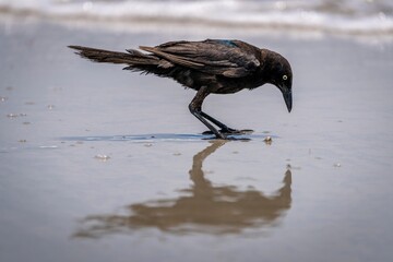 A black grackle surveys the glistening, wet sand of the beach, its keen eyes scanning the reflective surface below.
