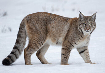 With thick fur stands alert in snowy landscape. Wild cat displays characteristic ear tufts, spotted coat, hinting at predatory nature. Winter environment features white, snow-covered ground, with