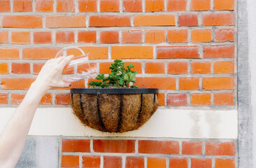 A young man waters a flower in a pot on the wall.