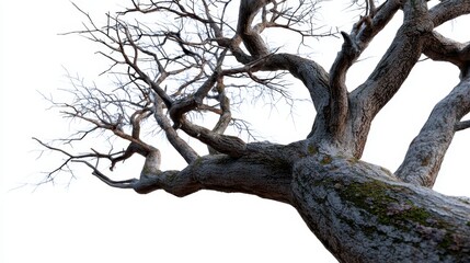Obraz premium Ancient Tree's Silent Story: A magnificent, gnarled tree, its weathered trunk and sprawling branches reaching towards the sky. Whispering tales of resilience.