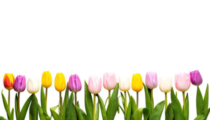 Colorful tulips arranged in a horizontal row isolated on a transparent background.