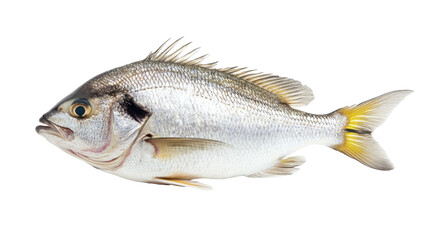 Obraz premium fish on white background