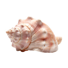 Detailed Pink Spiral Seashell Close-up.