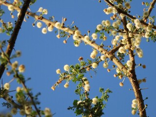 blooming acacia tree