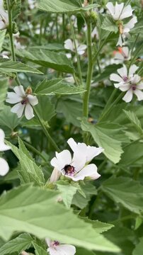 Marshmallow plant showcasing white blooms with a bee collecting nectar among the vibrant green leaves. The image captures the harmony between the plant and pollinator in a natural setting.
