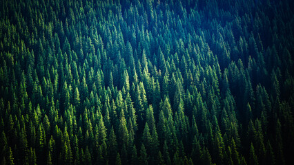 pine trees in Xinjiang