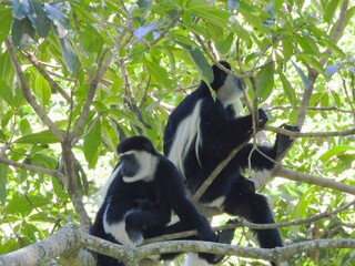 Colobus Monkeys in the Arusha national park