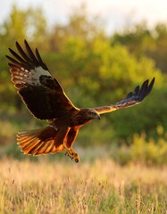 A hawk in flight over a field