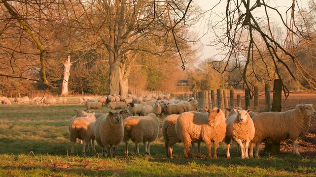 4K video clip showing flock of sheep grazing, eating grass walking in a field with trees and a fence on a farm