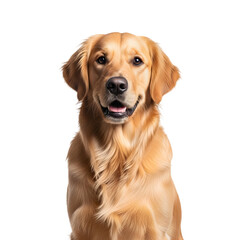 Fototapeta premium Golden Retriever Portrait Against White Background.