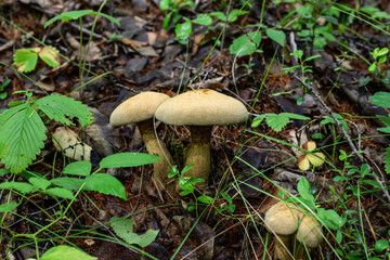 Edible mushroom growing in the forest