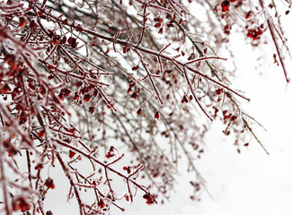 Frigid temperatures freeze the branches of a red burning bush in winter.