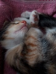 Photos of kittens sleeping soundly.