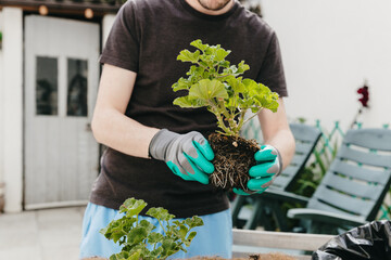 One man plants flower seedlings in a pot in the backyard.