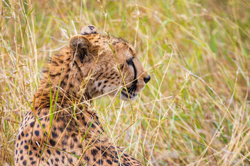 Bloody Cheetah after a hunt photographed during anAfrican Safari