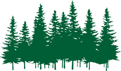 전나무 숲 실루엣