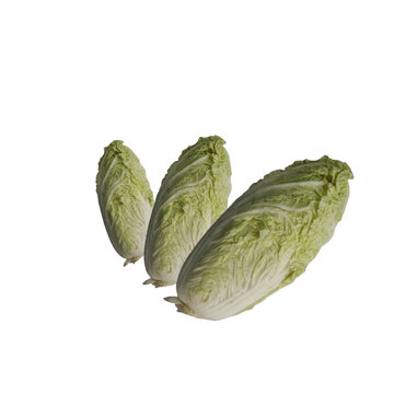 Fresh Naba Cabbage on transparan background