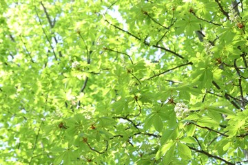 Beautiful tree crown with green leaves as background, closeup