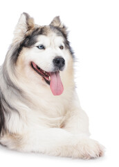 Beautiful Alaskan malamute dog on white background