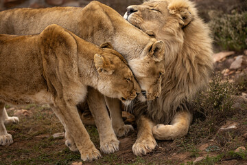 Lions interacting with each other at Aquila Private Game Reserve in Touws River, South Africa. Monday, July 21, 2025. (Matt Ferris)