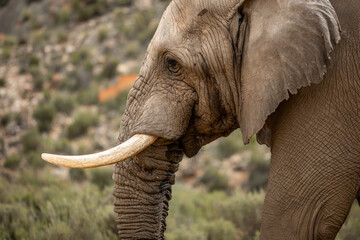 The elephant matriarch standing over her herd at a Private Game Reserve in Touws River, South Africa. Monday, July 21, 2025. (Matt Ferris)