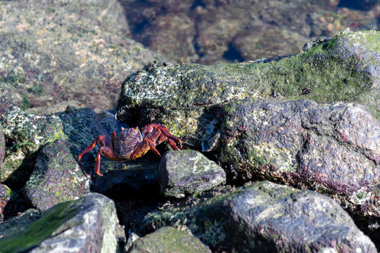 View of a red crab climbing over boulders; its bulging eyes are clearly visible.