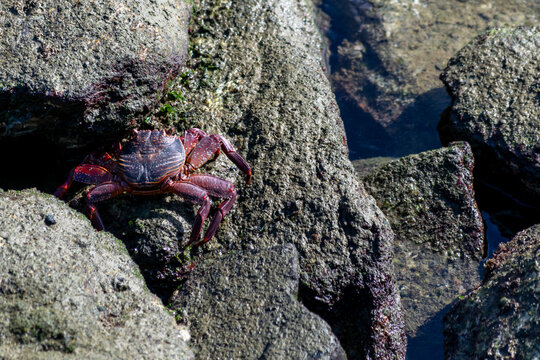 View of a red crab climbing over boulders; its bulging eyes are clearly visible.