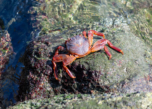 View of a red crab climbing over boulders; its bulging eyes are clearly visible.