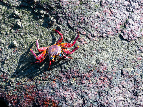 View of a red crab climbing over boulders; its bulging eyes are clearly visible.