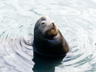 A sea lion enjoys the morning sun in the water at the pier; its eyes are half closed.