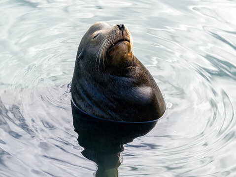 A sea lion enjoys the morning sun in the water at the pier; its eyes are closed.