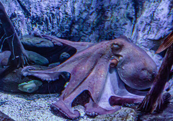 PULPO