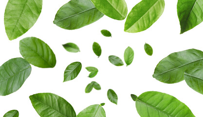 Citrus plant leaves in air against white background