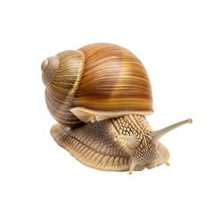 Close-up of a Brown Garden Snail Shell.