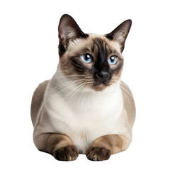 Elegant Siamese Cat with Striking Blue Eyes.