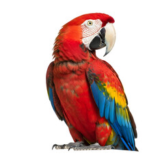 Vibrant Scarlet Macaw Profile Portrait.