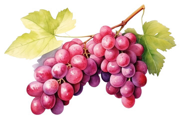 Fototapeta premium PNG Illustration of grapes watercolor fruit chandelier.