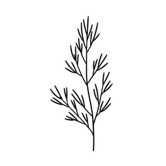 Elegant Black Line Art Drawing of a Delicate Sprig with Fine Needlelike Leaves.