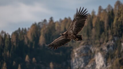 Obraz premium A large bird of prey soars through the air.